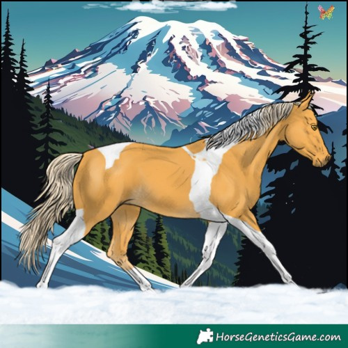 Horse Color:Palomino Tobiano 