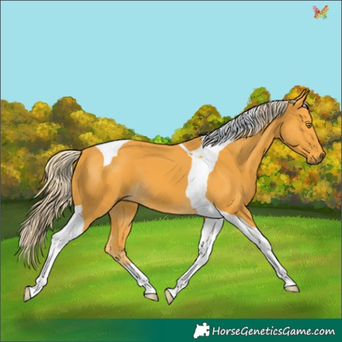 Horse Color:Palomino Tobiano 