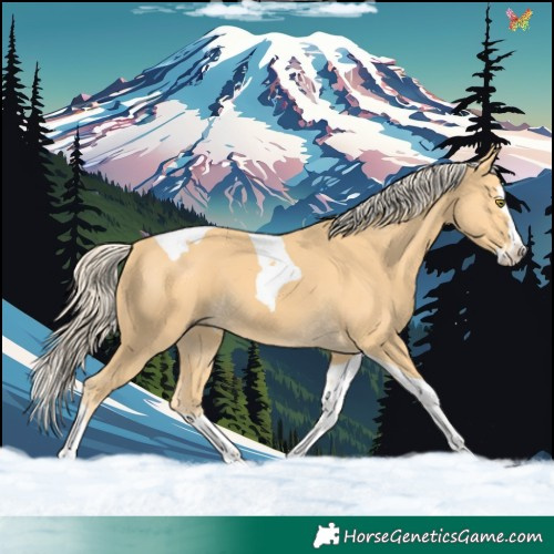 Horse Color:Palomino Splash Tobiano 