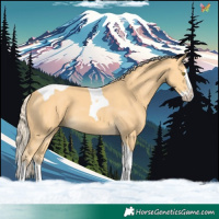 Horse Color:Palomino Splash Tobiano 