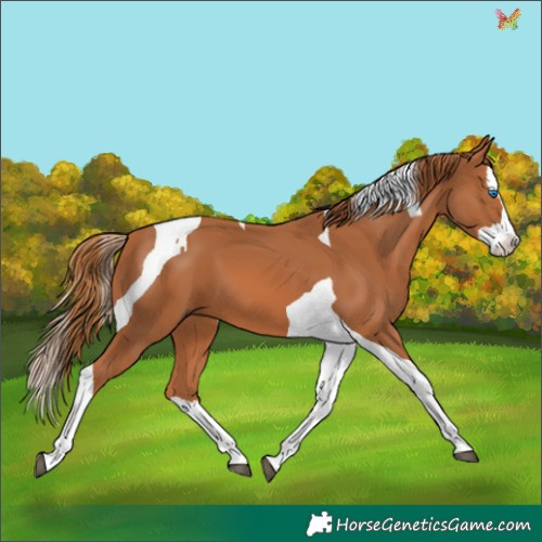 Horse Color:Chestnut Splash Tobiano 