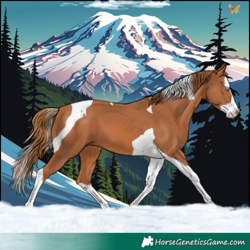 Horse Color:Chestnut Splash Tobiano 