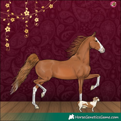 Horse Color:Chestnut Splash 