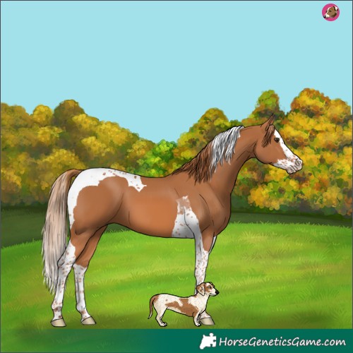Horse Color:Chestnut Splash Tobiano