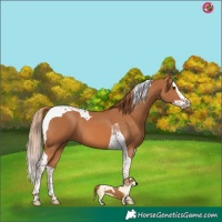 Horse Color:Chestnut Splash Tobiano 