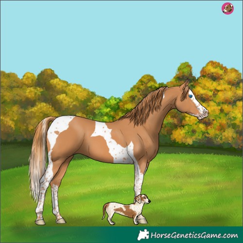 Horse Color:Chestnut Splash Tobiano