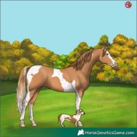 Horse Color:Chestnut Splash Tobiano