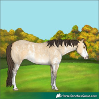 Horse Color:Buckskin Dun Sabino 