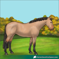 Horse Color:Bay Dun