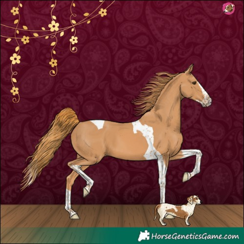 Horse Color:Chestnut Splash Tobiano 