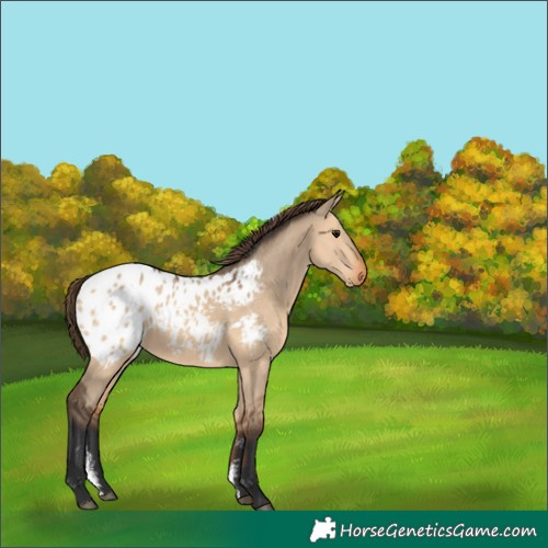 Horse Color:Bay Dun Sabino Appaloosa