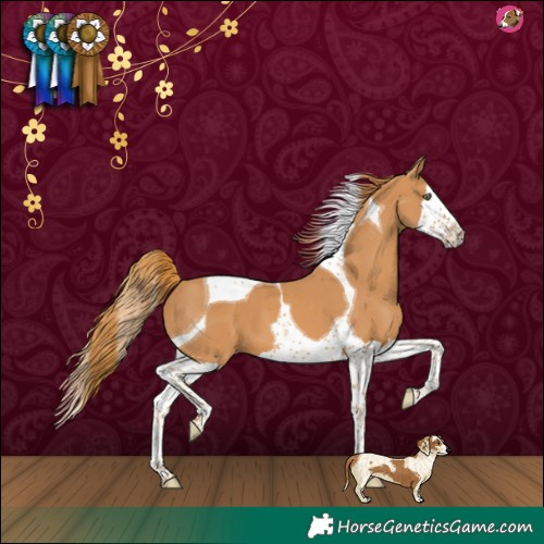 Horse Color:Chestnut Splash Tobiano 