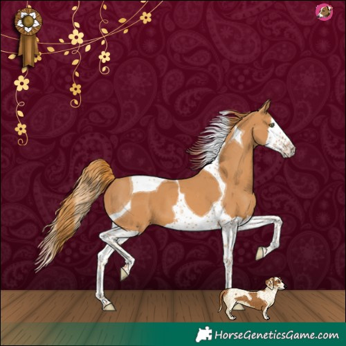 Horse Color:Chestnut Splash Tobiano 
