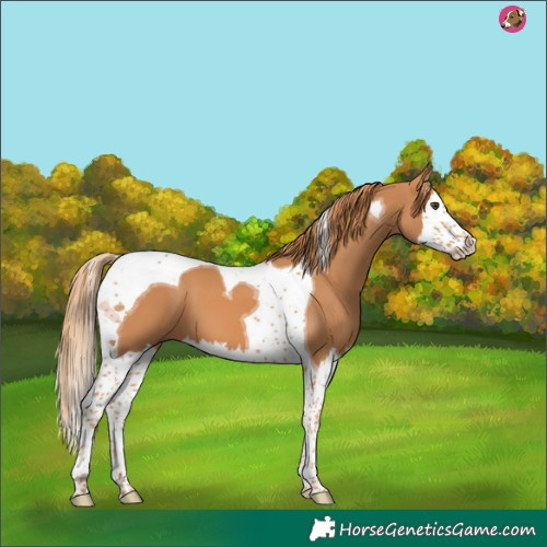Horse Color:Chestnut Splash Tobiano 