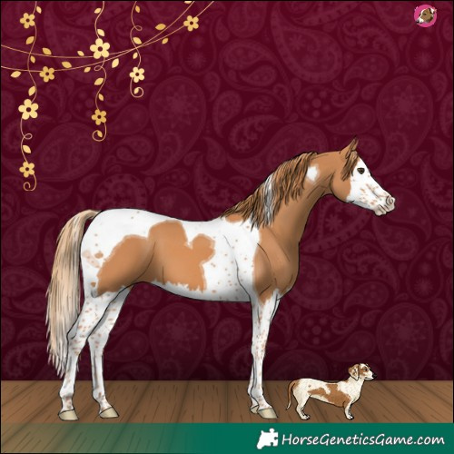 Horse Color:Chestnut Splash Tobiano 