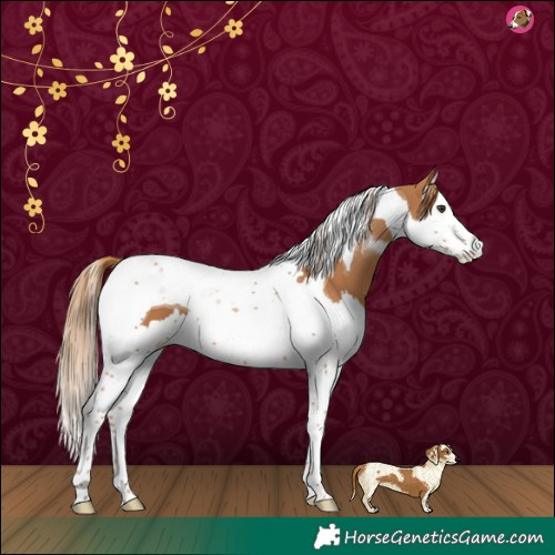 Horse Color:Chestnut Splash Tobiano 