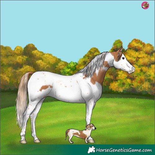 Horse Color:Chestnut Splash Tobiano