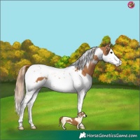 Horse Color:Chestnut Splash Tobiano 