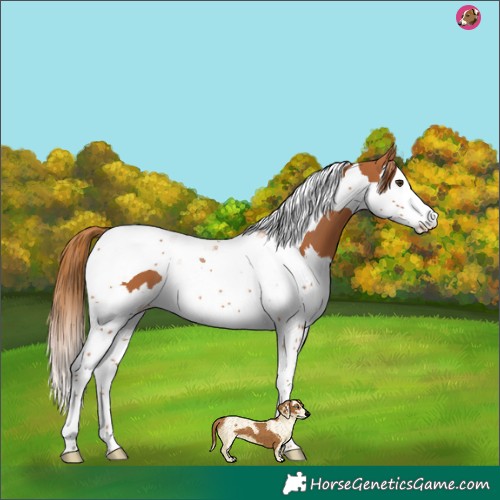 Horse Color:Chestnut Splash Tobiano