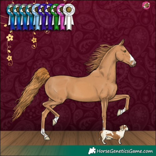 Horse Color:Chestnut 