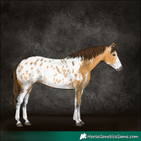 Horse Color:Gray Buckskin Dun Sabino Appaloosa 