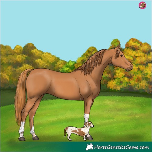 Horse Color:Chestnut Tobiano