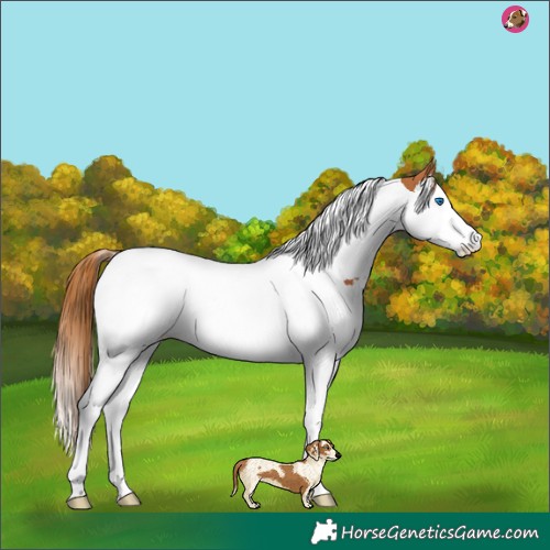 Horse Color:Chestnut Splash Tobiano