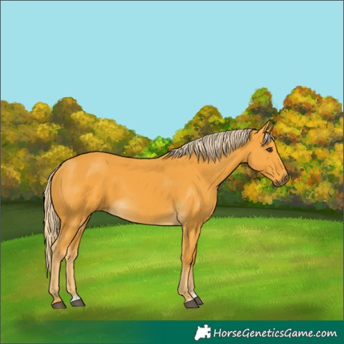Horse Color:Palomino