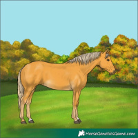 Horse Color:Palomino 