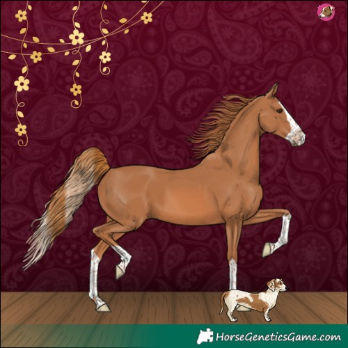 Horse Color:Chestnut Splash 
