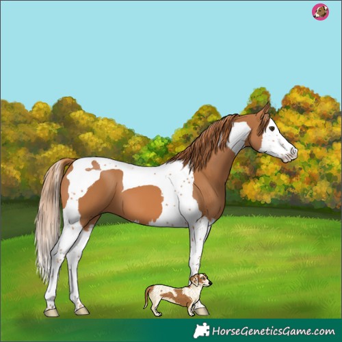 Horse Color:Chestnut Splash Tobiano 