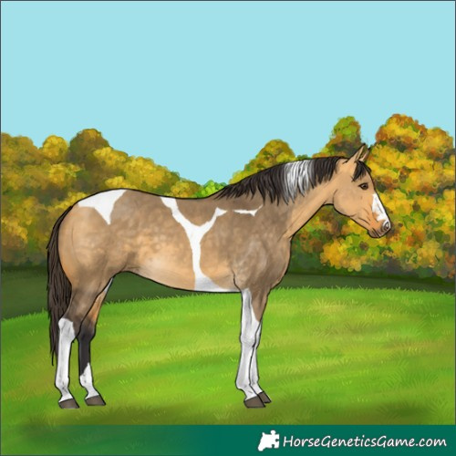 Horse Color:Buckskin Dun Tobiano 