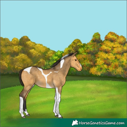 Horse Color:Buckskin Dun Tobiano 