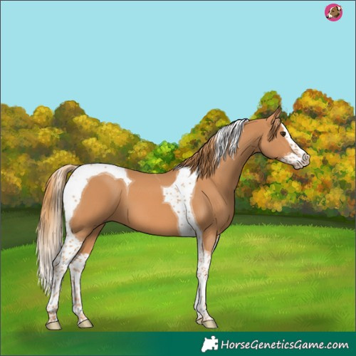 Horse Color:Chestnut Splash Tobiano 