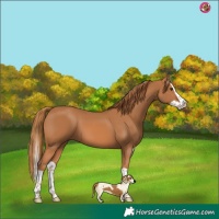 Horse Color:Chestnut Splash 