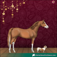 Horse Color:Chestnut Splash 