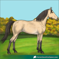 Horse Color:Buckskin 