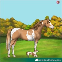 Horse Color:Chestnut Splash Tobiano