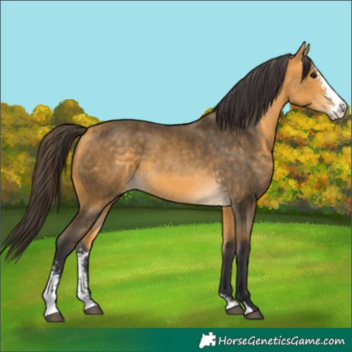 Horse Color:Buckskin Sabino 