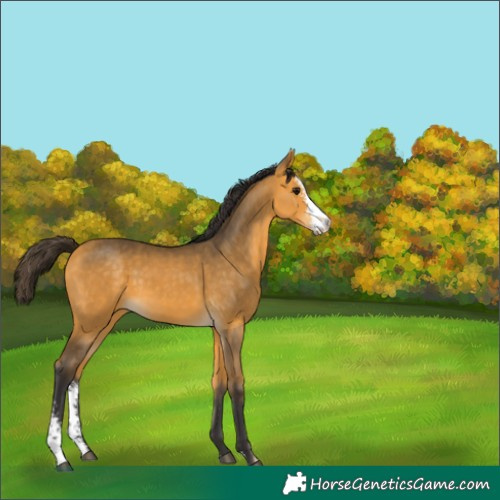 Horse Color:Buckskin Sabino 