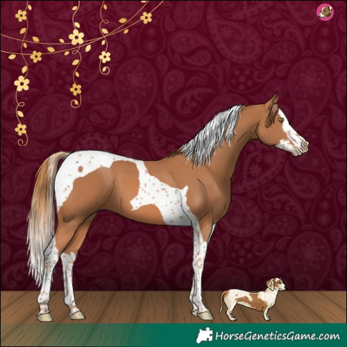 Horse Color:Chestnut Splash Tobiano