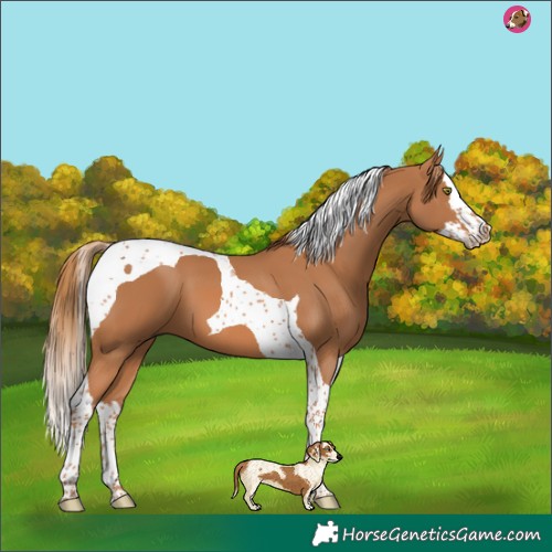 Horse Color:Chestnut Splash Tobiano 
