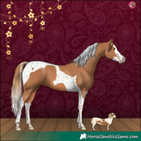 Horse Color:Chestnut Splash Tobiano