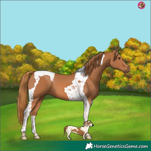 Horse Color:Chestnut Tobiano 