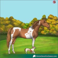 Horse Color:Chestnut Tobiano