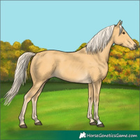 Horse Color:Palomino 