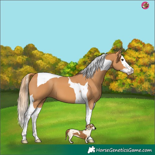 Horse Color:Chestnut Splash Tobiano