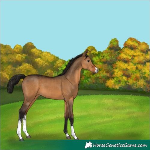 Horse Color:Gray Bay Dun Sabino 