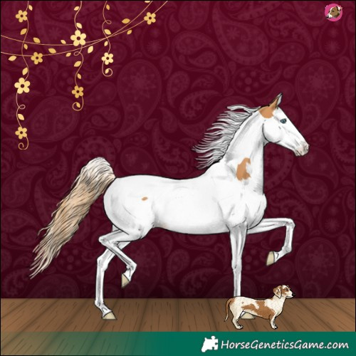 Horse Color:Chestnut Splash Tobiano 