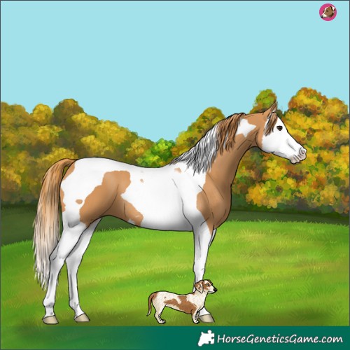 Horse Color:Chestnut Splash Tobiano
